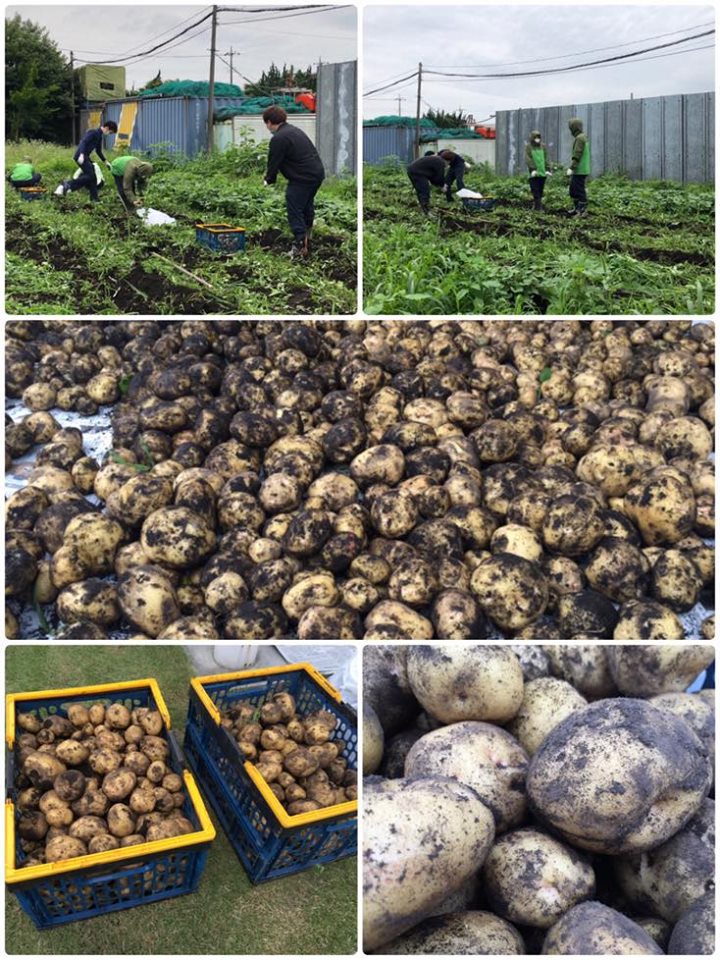 じゃがいも収穫！